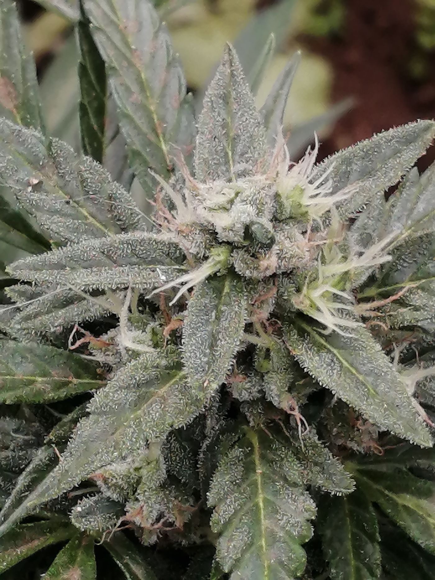 Qualité CBD : 10 critères réellement vérifiables