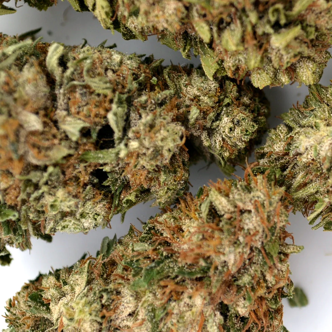Jack Herer CBD — illustration